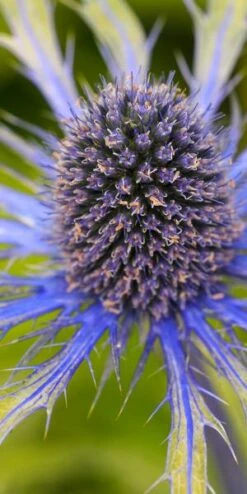 ERYNGIUM X Zabelii 'Neptune's Gold' PBR -Outlet Botanic Yard Store 20170126180725