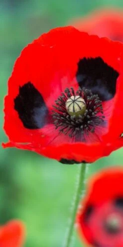 PAPAVER Commutatum (Ladybird Poppy) -Outlet Botanic Yard Store 20170126200038