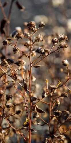 Outlet Botanic Yard Store -Outlet Botanic Yard Store 20170126202024