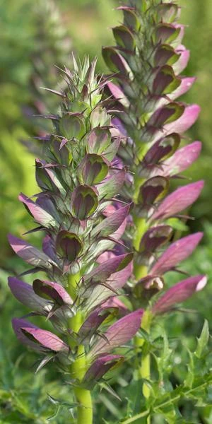ACANTHUS Spinosus 1 ACANTHUS Spinosus