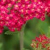 ACHILLEA 'Fanal'
