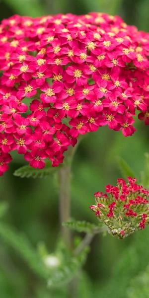 ACHILLEA 'Fanal' 1 ACHILLEA 'Fanal'