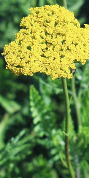 ACHILLEA Filipendulina 'Cloth Of Gold' 1 ACHILLEA Filipendulina 'Cloth Of Gold'