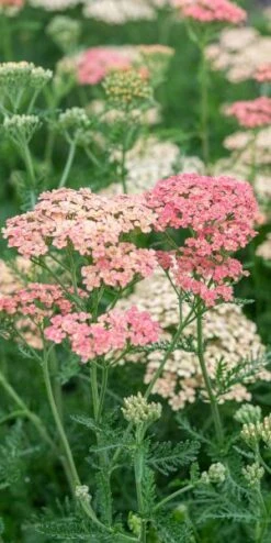 ACHILLEA 'Lachsschonheit' (Galaxy Series) -Outlet Botanic Yard Store achillea lachsschonheit 8031151