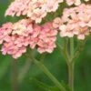 ACHILLEA 'Lachsschonheit' (Galaxy Series)