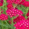 ACHILLEA Millefolium 'Pomegranate' (Tutti Frutti Series)