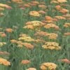 ACHILLEA 'Terracotta'