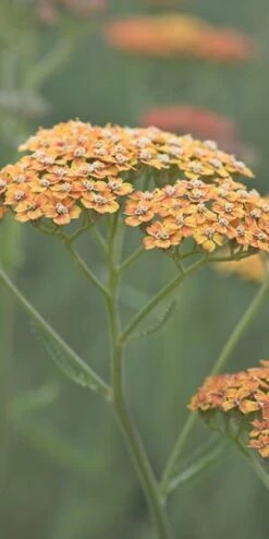 Outlet Botanic Yard Store -Outlet Botanic Yard Store achillea terracotta 3