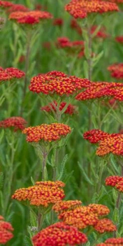 Outlet Botanic Yard Store -Outlet Botanic Yard Store achillea walther funcke 7051221
