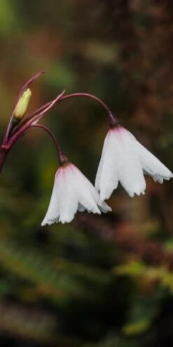 ACIS Autumnalis