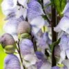 ACONITUM 'Stainless Steel'