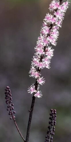 ACTAEA Simplex 'Pink Spike' -Outlet Botanic Yard Store actaea pink spike square web