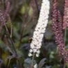 ACTAEA Simplex (Atropurpurea Group) 'Brunette'