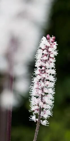 ACTAEA Simplex (Atropurpurea Group) 'James Compton'