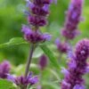 AGASTACHE 'Blue Boa' PBR