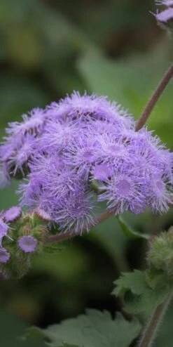 AGERATUM Petiolatum