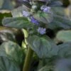 AJUGA Reptans 'Catlin's Giant'