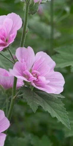 ALCALTHAEA Suffrutescens 'Parkrondell'