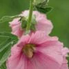 ALCEA Ficifolia Rosea