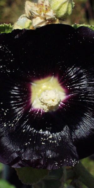 ALCEA Rosea 'Nigra' 1 ALCEA Rosea 'Nigra'