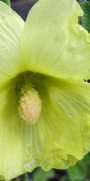 ALCEA Rugosa 1 ALCEA Rugosa