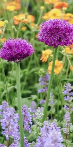 ALLIUM Hollandicum 'Purple Sensation'