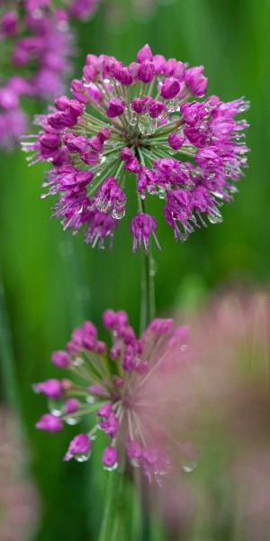 ALLIUM 'Lavender Bubbles' 1 ALLIUM 'Lavender Bubbles'