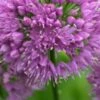 ALLIUM 'Millennium'