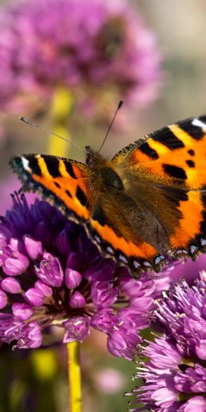 ALLIUM 'Millennium' 2 ALLIUM 'Millennium' - Image 2