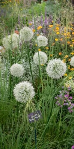 STIPA Gigantea -Outlet Botanic Yard Store allium mount everest 5260660 1