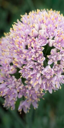 ALLIUM Senescens Subsp. Glaucum
