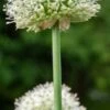 ALLIUM Stipitatum 'Mount Everest'