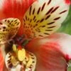 ALSTROEMERIA 'Inca Husky' (Inca Series) PBR