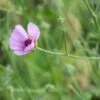 ALTHAEA Cannabina