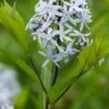 AMSONIA Ciliata