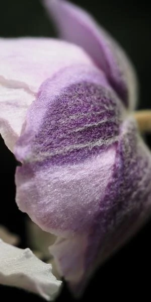 ANEMONE 'Dreaming Swan' PBR 3 ANEMONE 'Dreaming Swan' PBR - Image 3