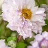 ANEMONE 'Frilly Knickers'