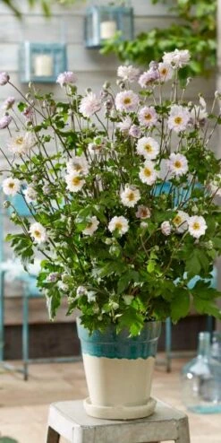 ANEMONE 'Frilly Knickers' -Outlet Botanic Yard Store anemone frilly knickers s 3