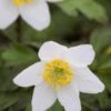 ANEMONE Nemorosa