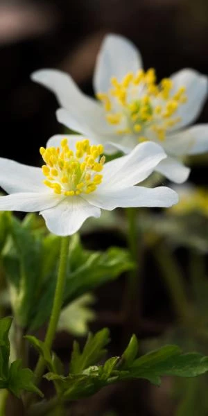 ANEMONE Nemorosa 'Lychette' 1 ANEMONE Nemorosa 'Lychette'