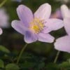 ANEMONE Nemorosa 'Robinsoniana'