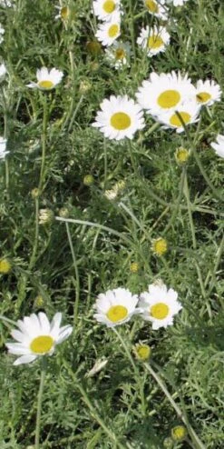 ANTHEMIS Punctata Subsp Cupaniana 'Nana'