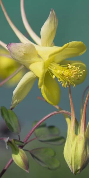 AQUILEGIA Chrysantha 'Yellow Queen' 1 AQUILEGIA Chrysantha 'Yellow Queen'