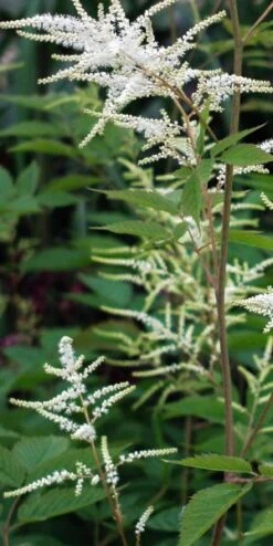 ARUNCUS Dioicus