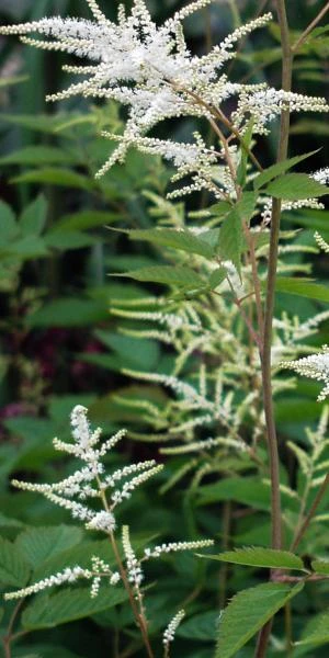 ARUNCUS Dioicus 1 ARUNCUS Dioicus