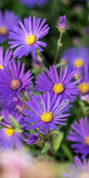 ASTER Amellus 'Sonora' 2 ASTER Amellus 'Sonora' - Image 2
