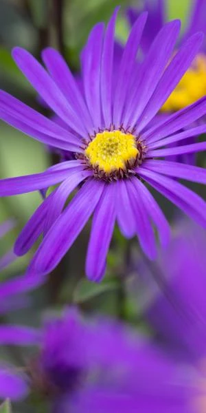 ASTER Amellus 'Sonora' 1 ASTER Amellus 'Sonora'