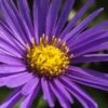 ASTER Amellus 'Veilchenkonigin'