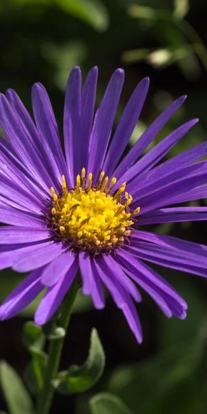 ASTER Amellus 'Veilchenkonigin' 1 ASTER Amellus 'Veilchenkonigin'