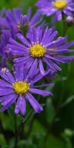 ASTER Amellus 'Veilchenkonigin' 2 ASTER Amellus 'Veilchenkonigin' - Image 2